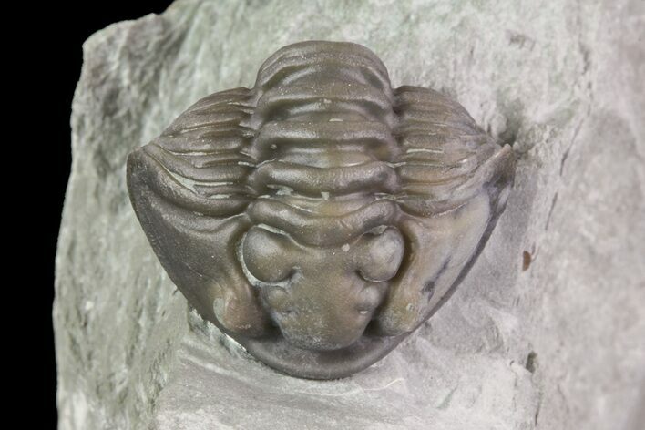 Wide, Enrolled Flexicalymene Trilobite In Shale - Ohio #67977